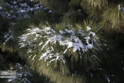 تبریز سفید پوش شد