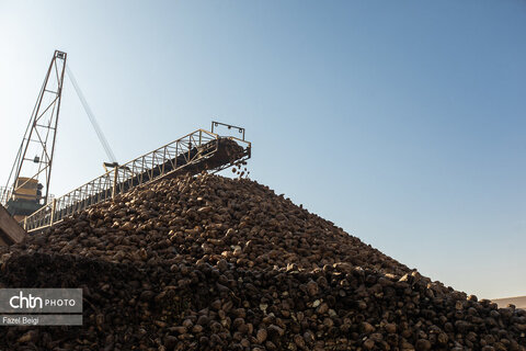 خوداتکایی در تولید شکر