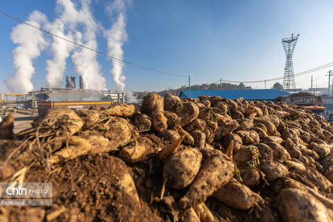 خوداتکایی در تولید شکر