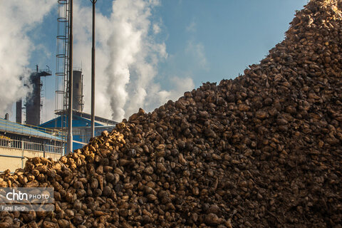 خوداتکایی در تولید شکر