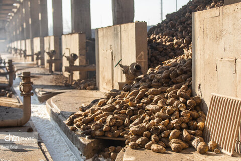 خوداتکایی در تولید شکر