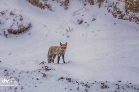 بارش برف و کولاک شدید در اردبیل
