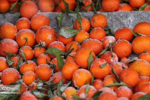 بارش برف و کولاک شدید در اردبیل