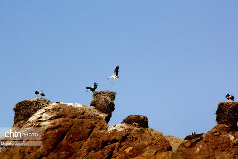 قلعه ی لک لک ها