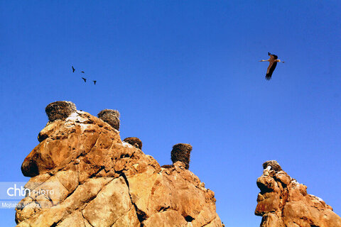 قلعه ی لک لک ها