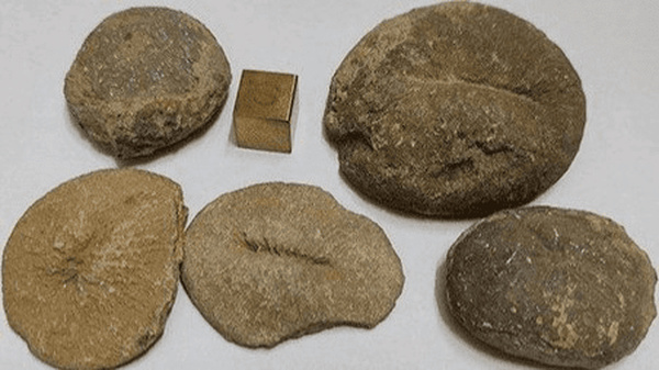 کشف گنجینه ۲۵ میلیون‌ساله در مراغه/ نومولیت‌ها، افقی تازه‌ برای ژئوپارک‌ها و گردشگری علمی ایران