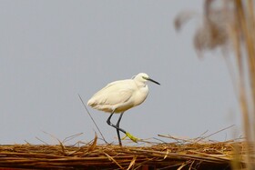 شوق پرواز در آسمان خوزستان