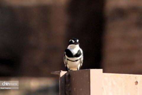 پرندگان خوزستان