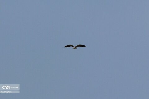 پرندگان خوزستان