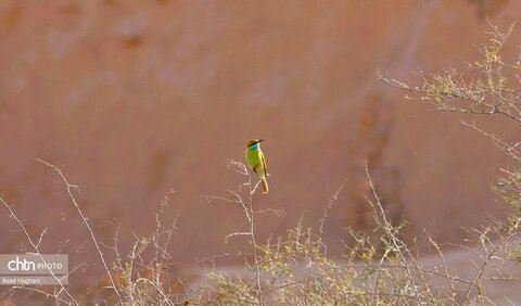 پرندگان خوزستان