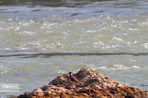 پرندگان خوزستان