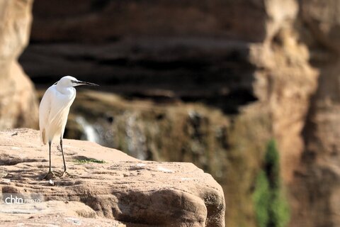 پرندگان خوزستان