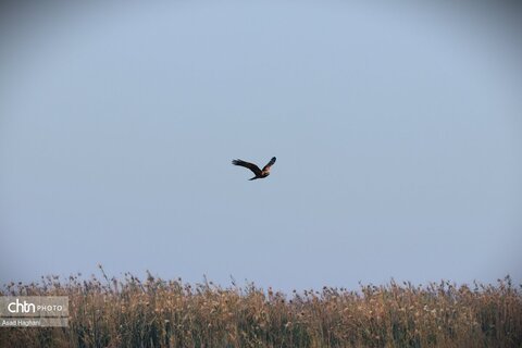 پرندگان خوزستان