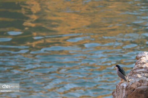 پرندگان خوزستان