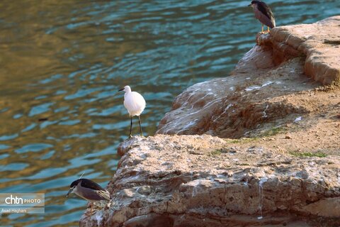پرندگان خوزستان