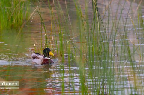 پرندگان خوزستان