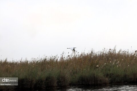 پرندگان خوزستان