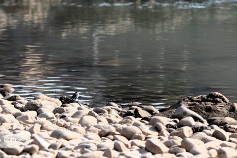 پرندگان خوزستان