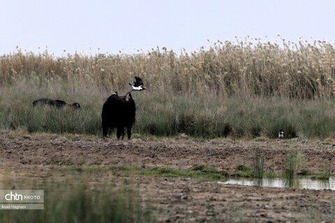 پرندگان خوزستان