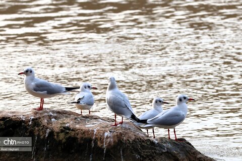 پرندگان خوزستان