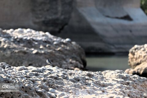 پرندگان خوزستان