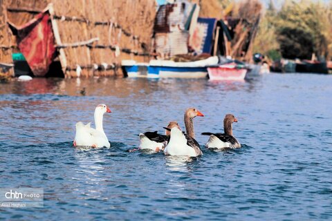 پرندگان خوزستان