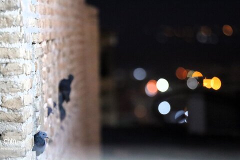 پرندگان خوزستان