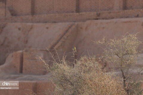 پرندگان خوزستان