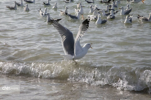 خلیج‌فارس، دیدنت هر روز، نوری از امید را در دلمان زنده نگه می‌دارد.