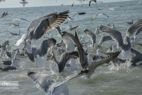 خلیج‌فارس، دیدنت هر روز، نوری از امید را در دلمان زنده نگه می‌دارد.