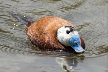 احیای ۴۰ درصد از مساحت تالاب حسنلو نقده