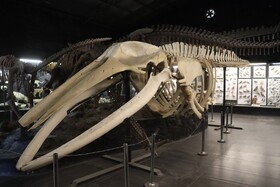 موزه دیرینه شناسی وعلوم توس (پارک علوم زیما)