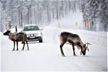 مبارزین حیات وحش به تلویزیون می‌آیند/ رقص با پرندگان از شبکه فراتر