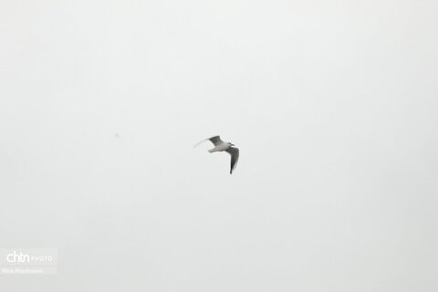 اردبیلِ برفی