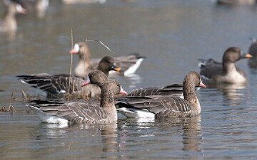 تالاب کانی‌برازان مهاباد میزبان غازهای پیشانی سفید کوچک