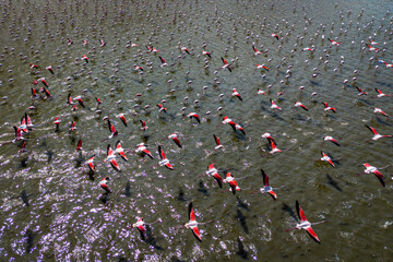 مهاجرت هزاران پرنده به تالاب‌های نقده