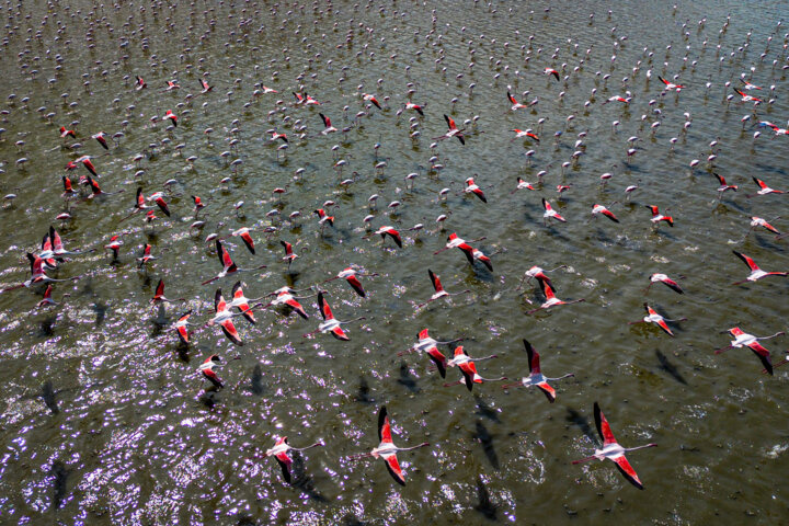 مهاجرت هزاران پرنده به تالاب‌های نقده
