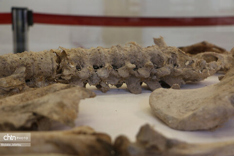 موزه باستانشناسی مردان نمکی