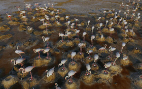 «بندون» و «میانگران» میراث طبیعی ایذه هستند / سرشماری موفق پرندگان مهاجر در دو تالاب ایذه