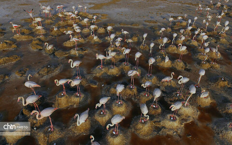 «بندون» و «میانگران» میراث طبیعی ایذه هستند / سرشماری موفق پرندگان مهاجر در دو تالاب ایذه