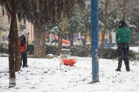 بارش برف زمستانی در ساری