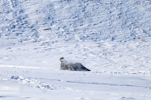 تیوپ سواری و تفریحات زمستانی در اردبیل