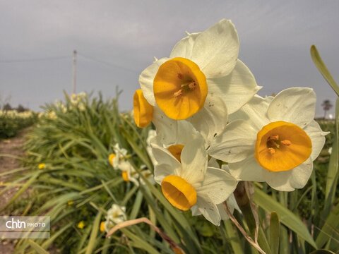 نرگس زارهای نوآباد