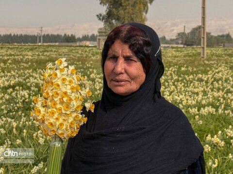 نرگس زارهای نوآباد