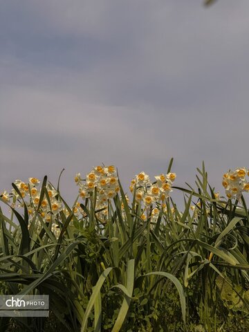 نرگس زارهای نوآباد