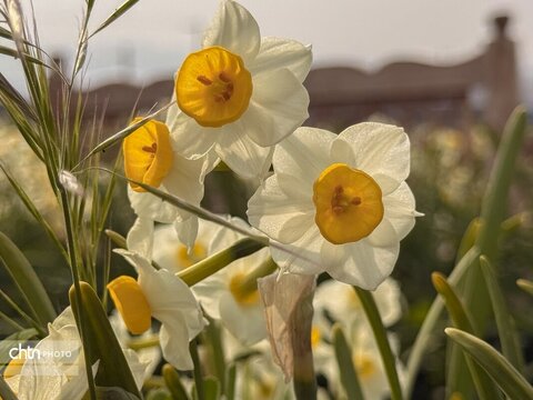 نرگس زارهای نوآباد