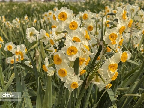 نرگس زارهای نوآباد