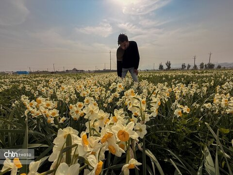 نوآباد، قطب گل نرگس جنوب فارس