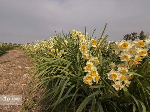 نرگس زارهای نوآباد