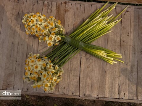 نرگس زارهای نوآباد